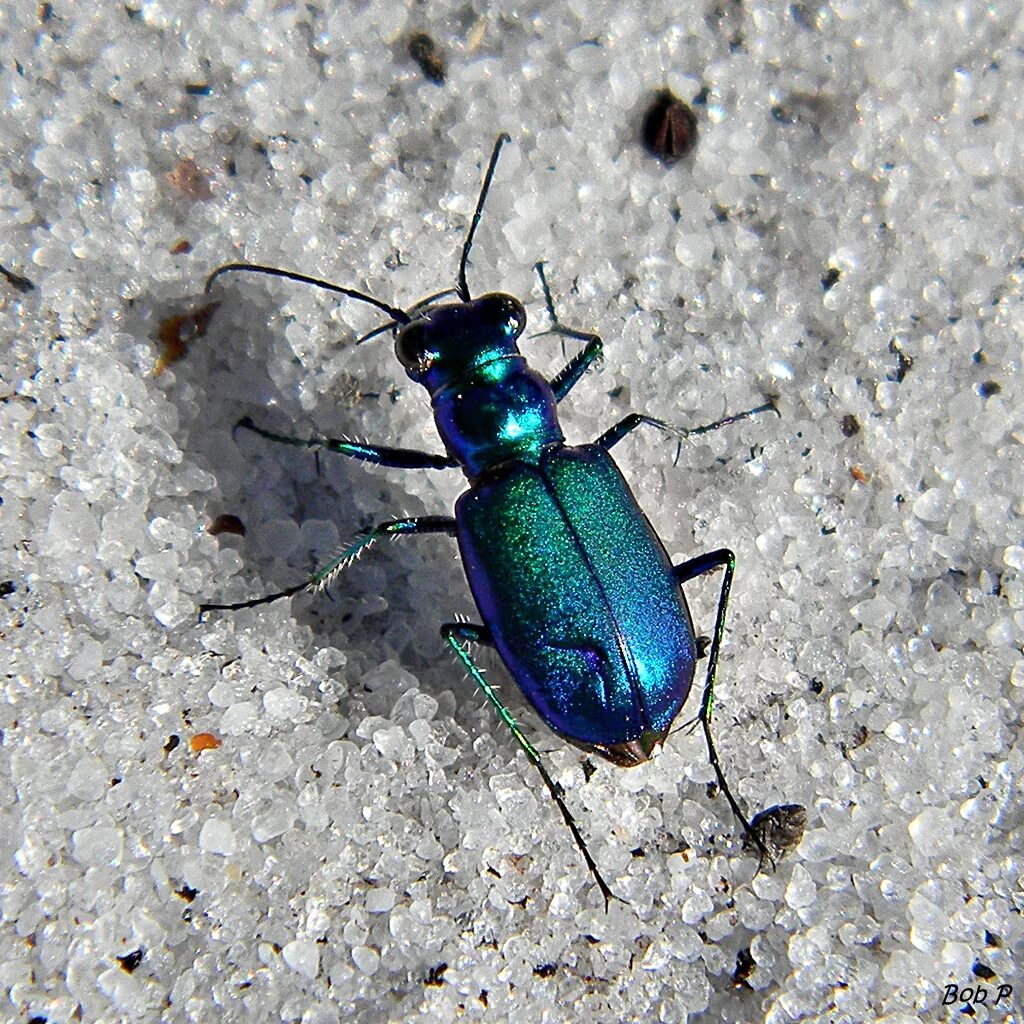 Жужелица узкогрудая. Tiger Beetle (Cicindela hybrida). Жук скакун Хадсона. Cicindela scutellaris scutellaris. Крылья жуков насекомых