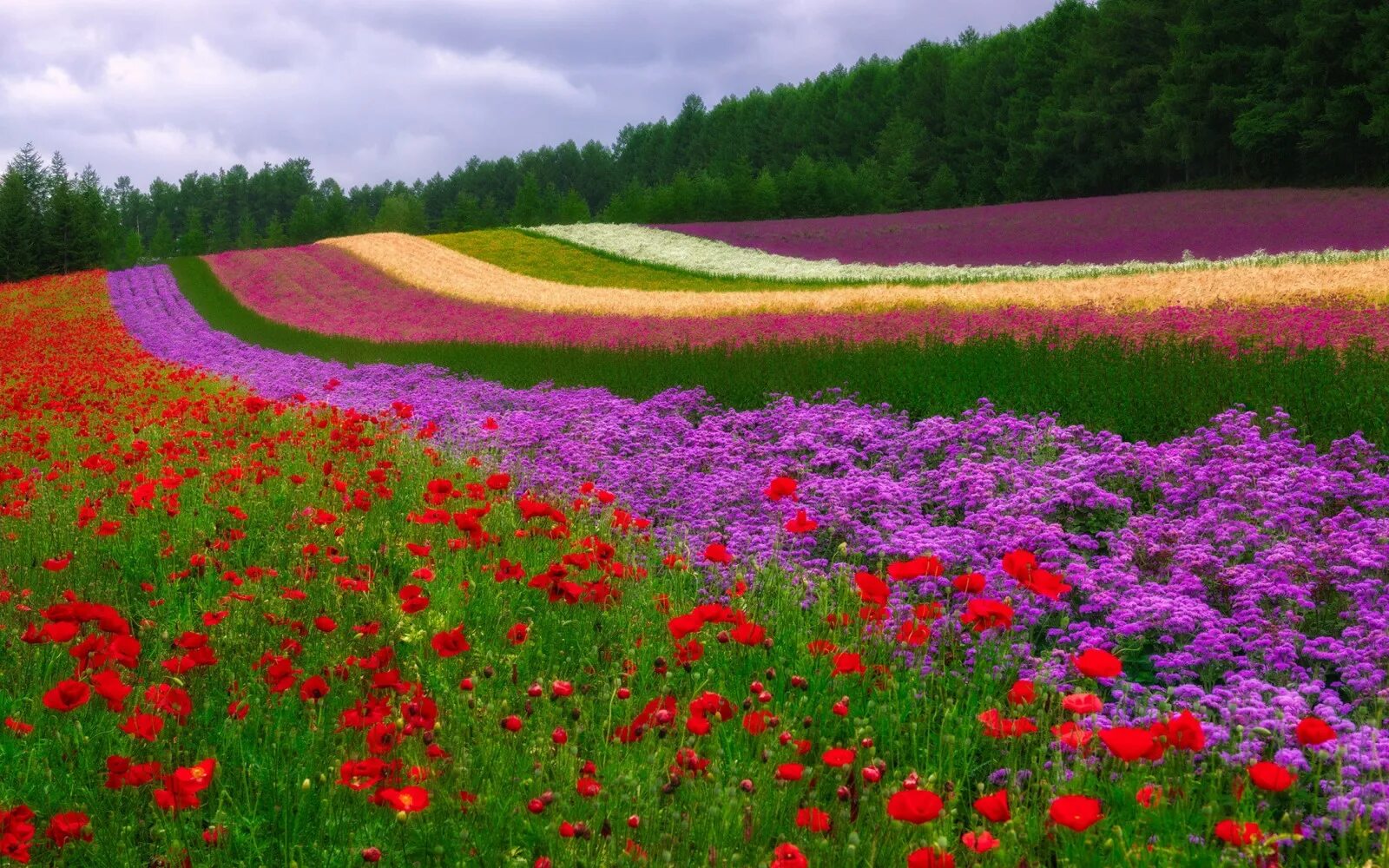 Поле цветов во сне. Космея парк Хитачи. Мавританский газон Альпийский луг. Цветочное поле. Поляна с цветами.