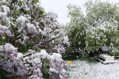 Снегопад в мае