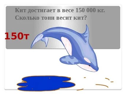 Вес дельфина