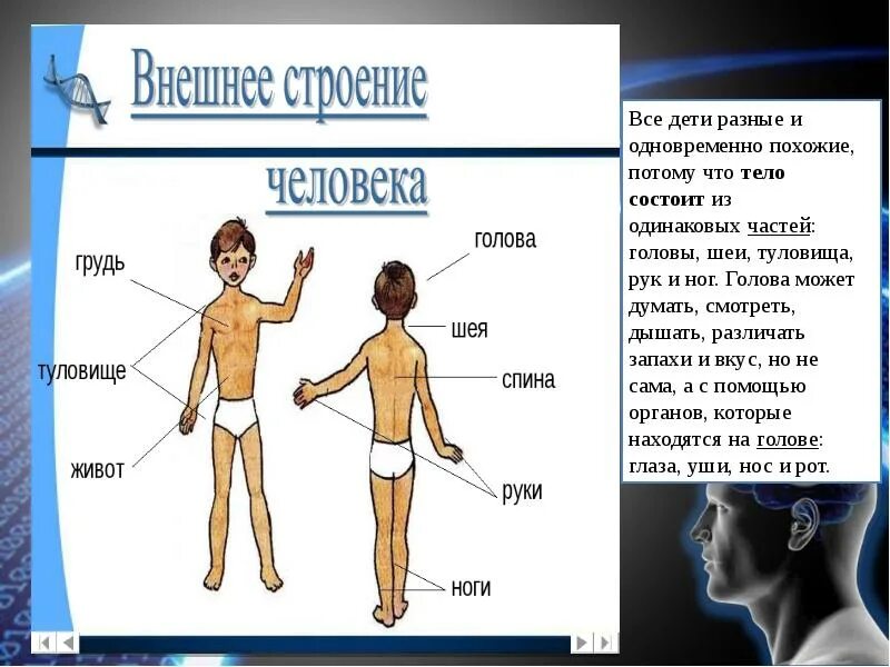 Внешнее строение человека 3. Части тела человека. Части тела человека анатомия. Внешние строениечеловека. Строение человека для детей.