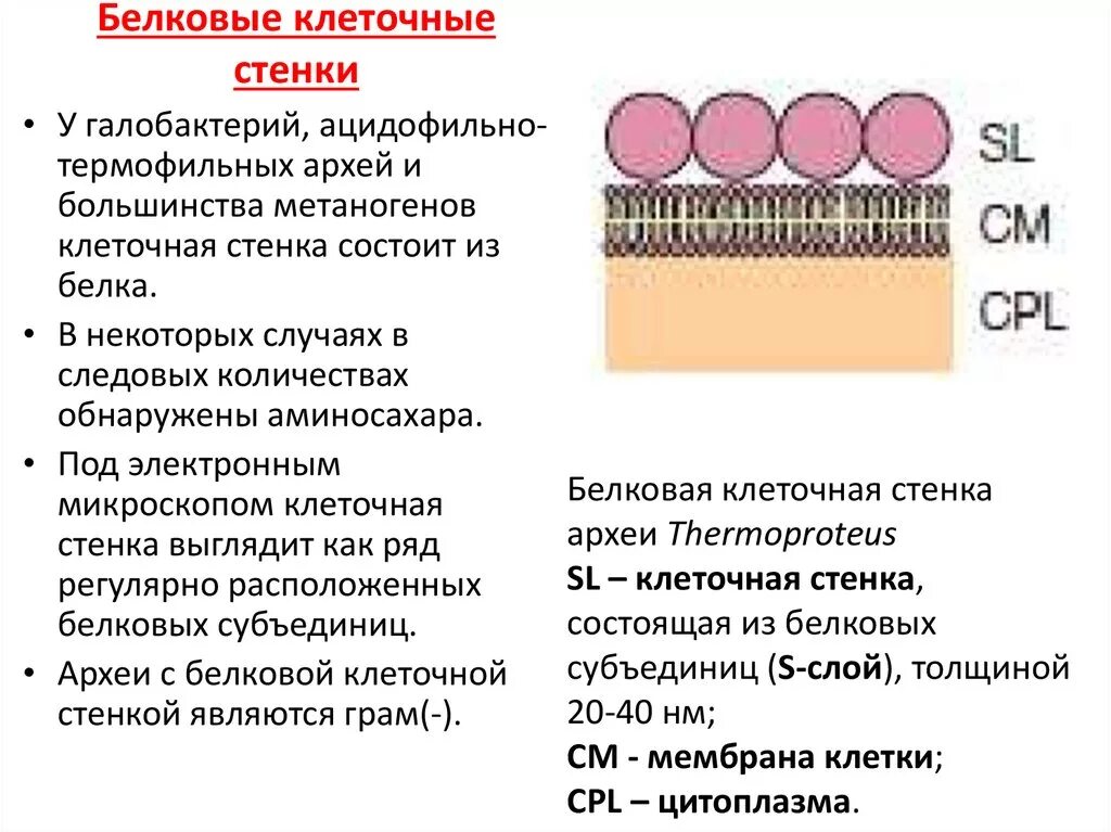 Из чего состоит стенка клетки. Клеточная стенка. Клеточная стенка клетки. Белковая клеточная стенка. Строение клеточной стенки.