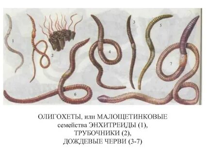 Отдел черви
