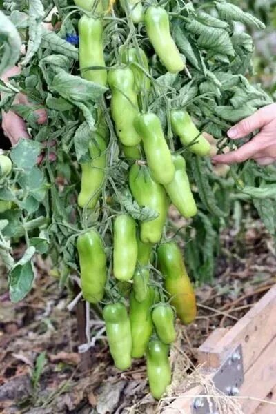My Dancing Green Fingers (Танцующие Зелёные Пальчики) - Томато Богато