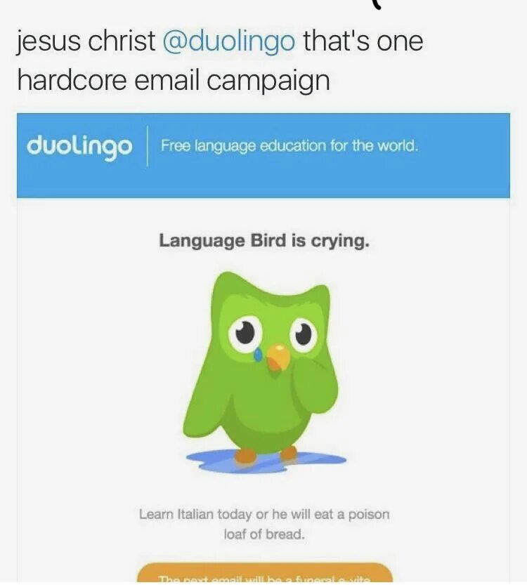 Do does duolingo. Do does duolingo