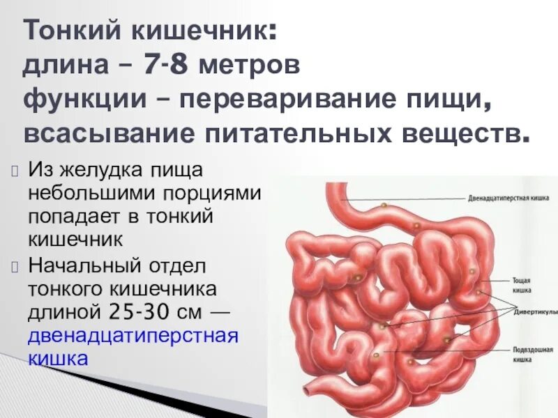 Сколько метров у человека кишки в длину. Сколько метров тонкая кишка у человека. сколько метров тонкий кишечник у человека. длина толстой кишки и тонкой у человека. длина и отделы тонкого и толстого кишечника.