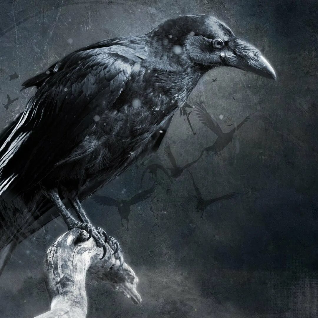 Ворон Феникс (Crow Phoenix). Ворона. Ворон арт. Ворон обои. Crow steam