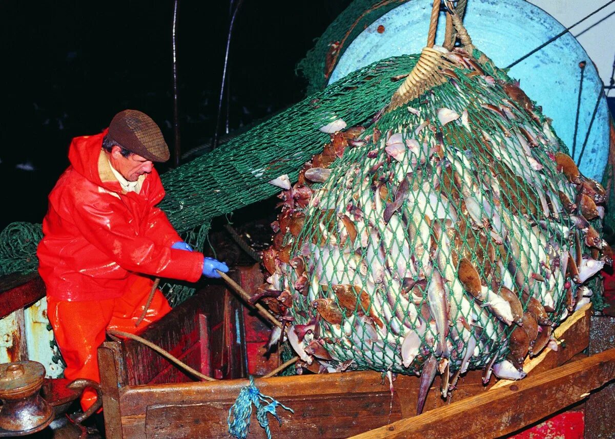 Морская рыбалка треска. Охотское море рыболовство. Балтийское море рыбный промысел. Балтийское море рыболовный промысел. Рыбный завод в норвегии.