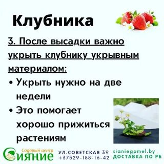 Рассада клубники, саженцы земляники садовой. Сияние Гомель. Выращивание земляник