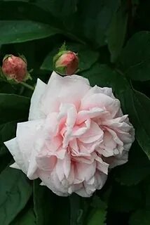 Roses awaken