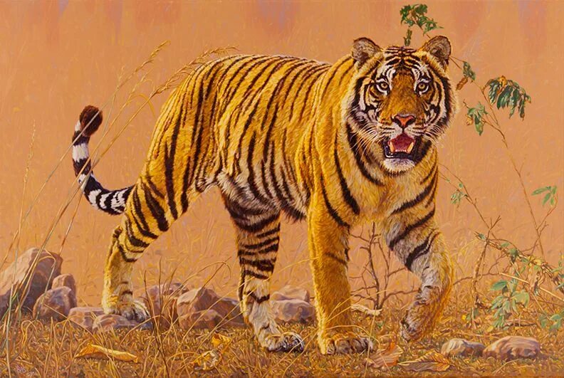 Масло тайгер. Тигр маслом. Тигр картина маслом. Тигр живопись масло. Тигр в живописи современных художников.