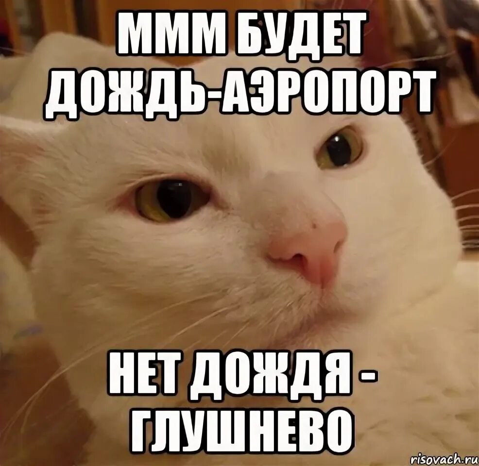 Там хорошо где нет дождя. Дерзкий котэ мем. нет дождя. нет дождя нет. кэт нет/дождей.