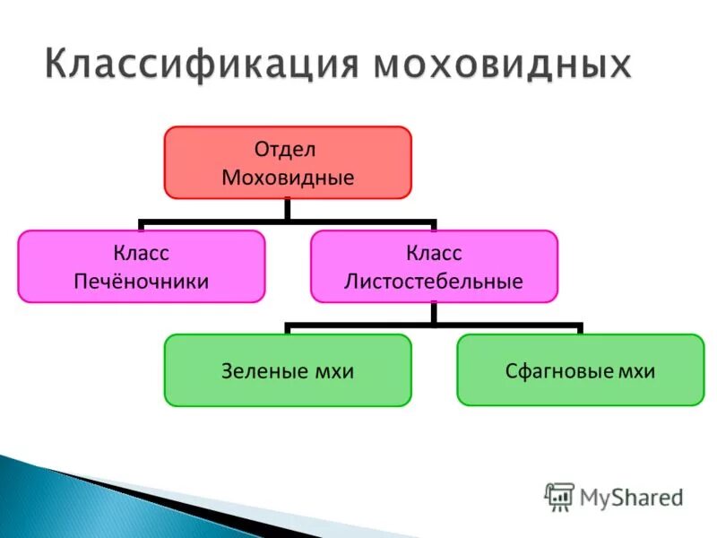 Систематика мхов. Систематическая группа мхов схема. Систематика мхов схема. Систематическая группа мхов схема. Систематическая группа мхов схема.
