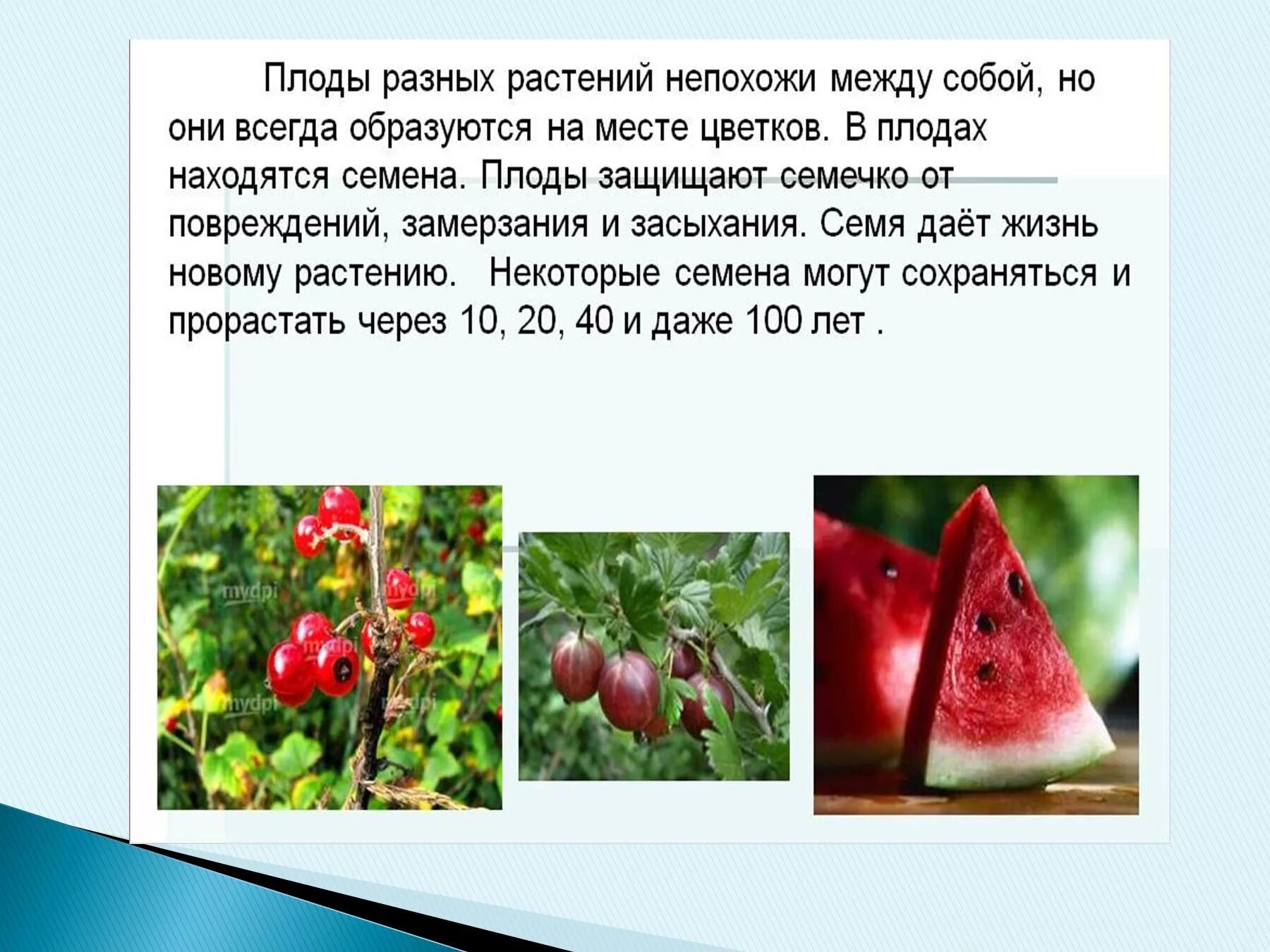 Многообразие семян. Доклад про плоды по биологии 6 класс. Плоды презентация. Разнообразие плодов и семян. Презентация по биологии плоды.