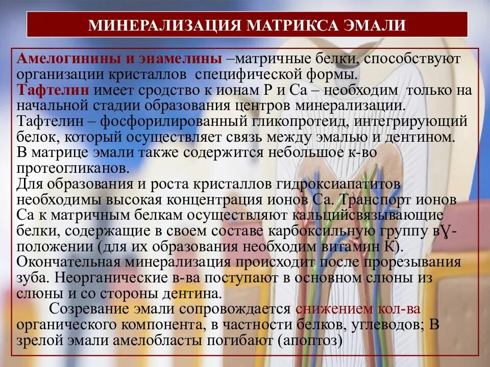 Минеральная основа минерализованных тканей. Минеральный матрикс зуба. Роль цитрата в метаболизме костной ткани. Минерализация матрикса. Минерализация тканей зуба.