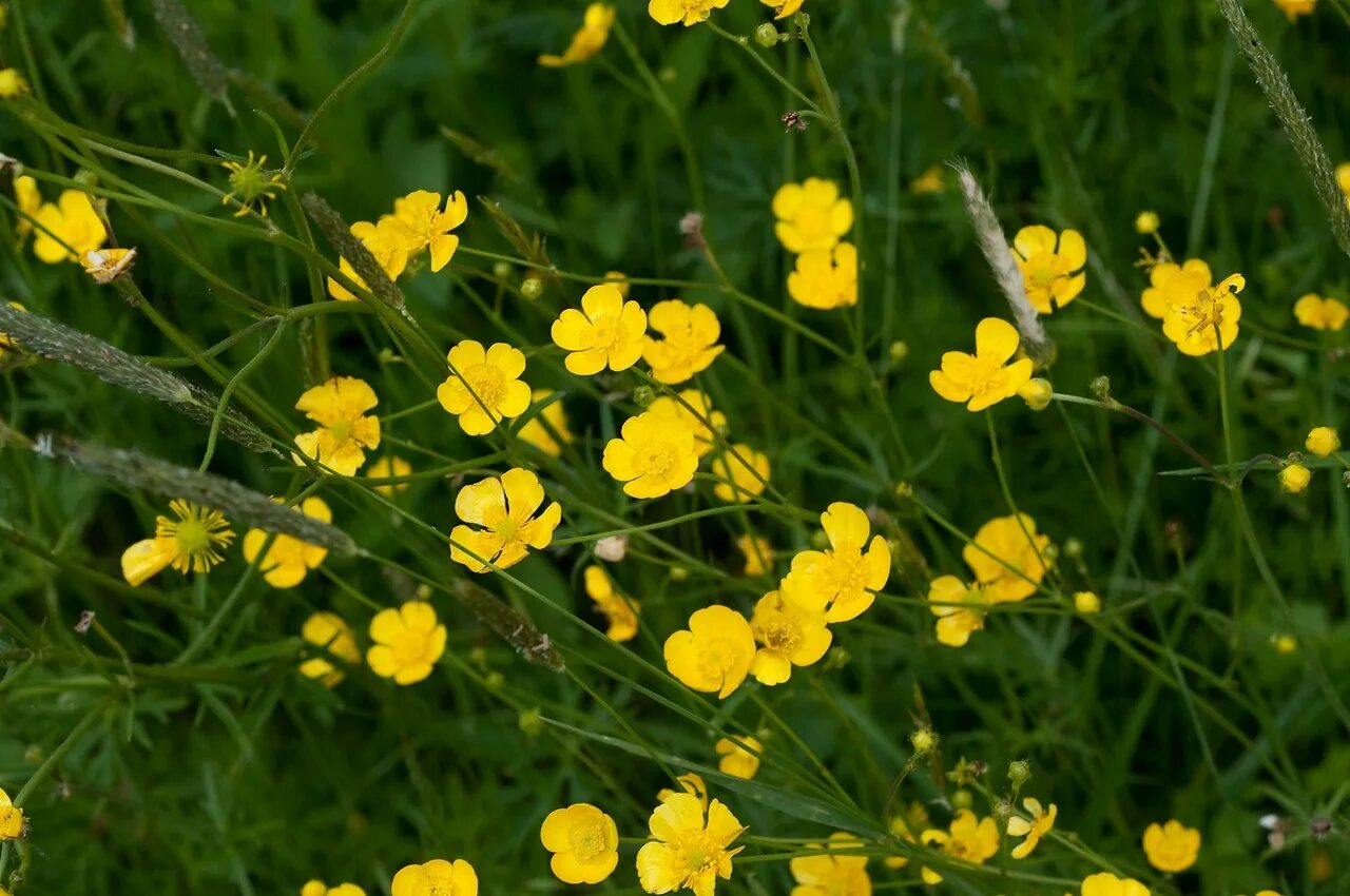 Цветы куриная слепота фото. Лютик едкий куриная слепота. Ranunculus Acris Лютик едкий. Лютик Луговой. Лютик едкий – Ranunculus Acris l..