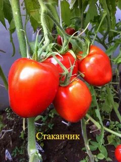 Томат пипочка