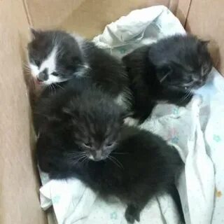 Котята в подольске в добрые