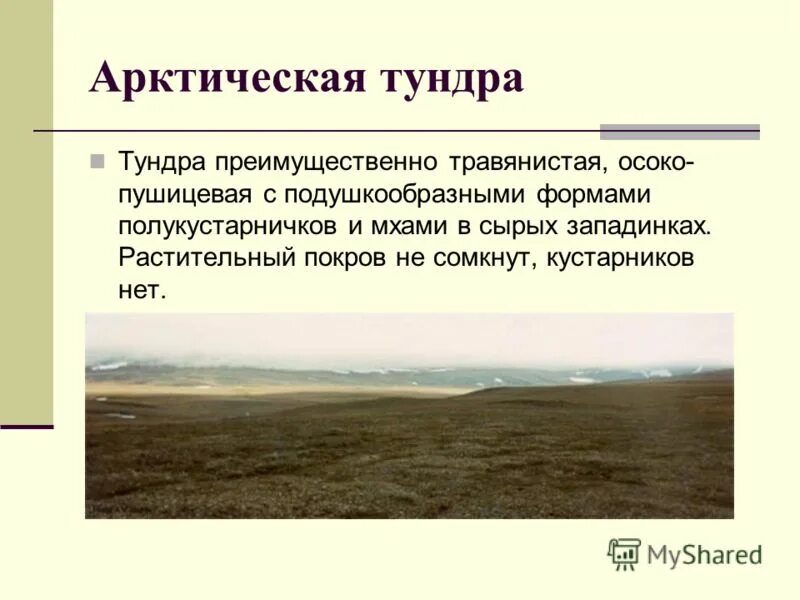Сопутствующие виды тундры. Сопутствующие виды тундры