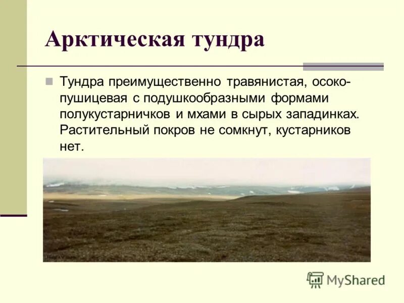 Характеристика тундры в россии