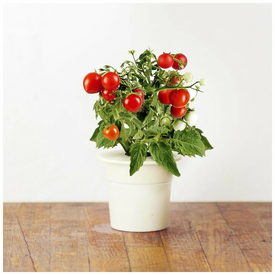 помидоры в горшках. томат балкони ред f1. балконные помидоры черри. томат черри минибел. черри балконное чудо.