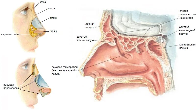 Между носом и ртом. Нос и полость носа анатомия. Анатомия носа и носовых пазух. Пазухи носовой полости анатомия. Строение носа сбоку.