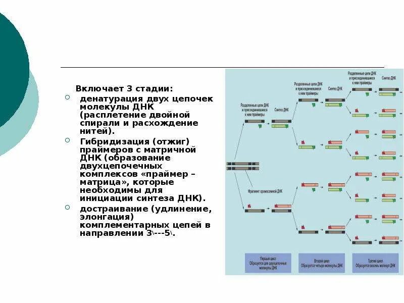 Смысловая цепь днк это. Элонгация. Достраивание цепей ДНК. Расплетение двойной цепи ДНК. Отжиг цепи ДНК. Расхождение нитей ДНК.