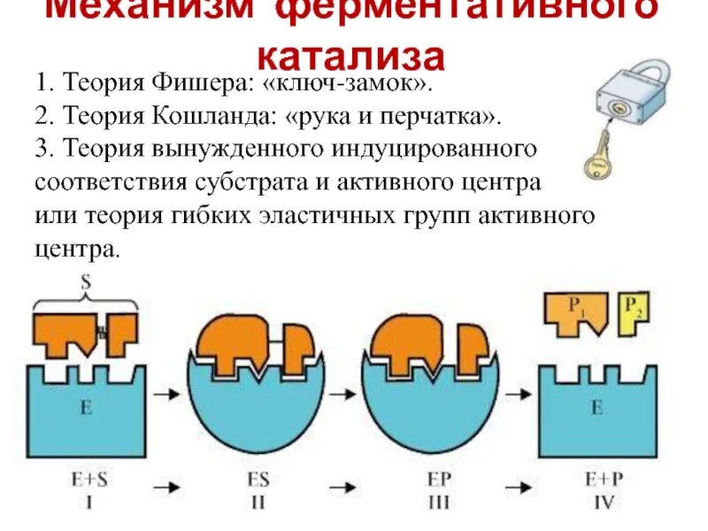 Механизм катализа. Ферментативный катализ, механизм ферментативного катализа.. Теория ключ замок ферменты. Два механизма ферментативного катализа. Теория ключ замок биохимия.