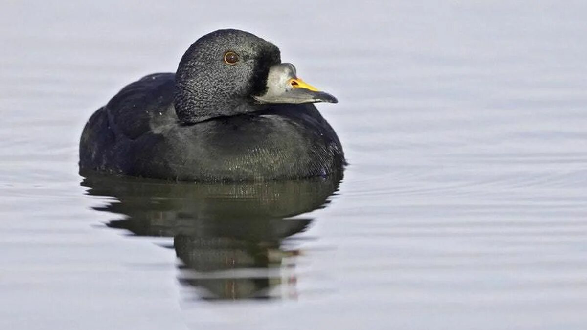 Синьга. Утка американская синьга. синьга melanitta nigra. синьга самка. синьга птица.
