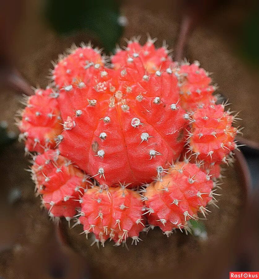 хризантема корейская чебурашка. хризантема корейская шапка мономаха. шапка мономаха растение. комнатный цветок шапка монома. цветы хризантемы шапка мономаха.