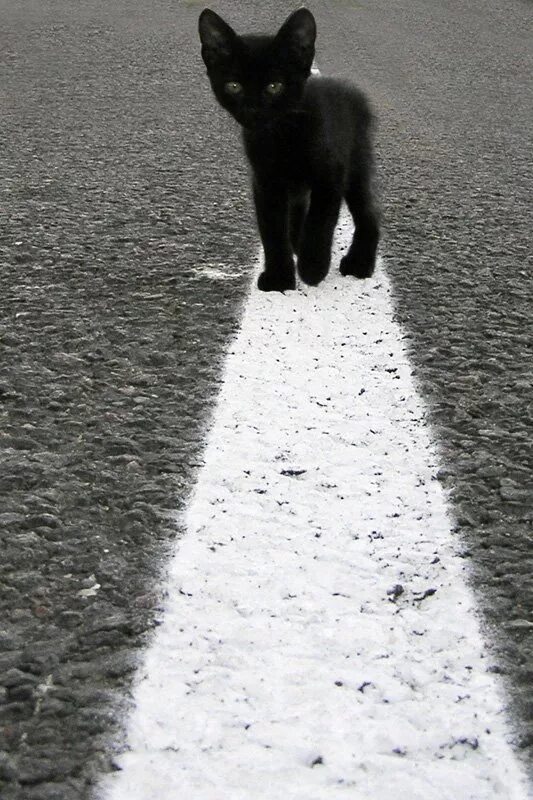 Жизнь черного кота