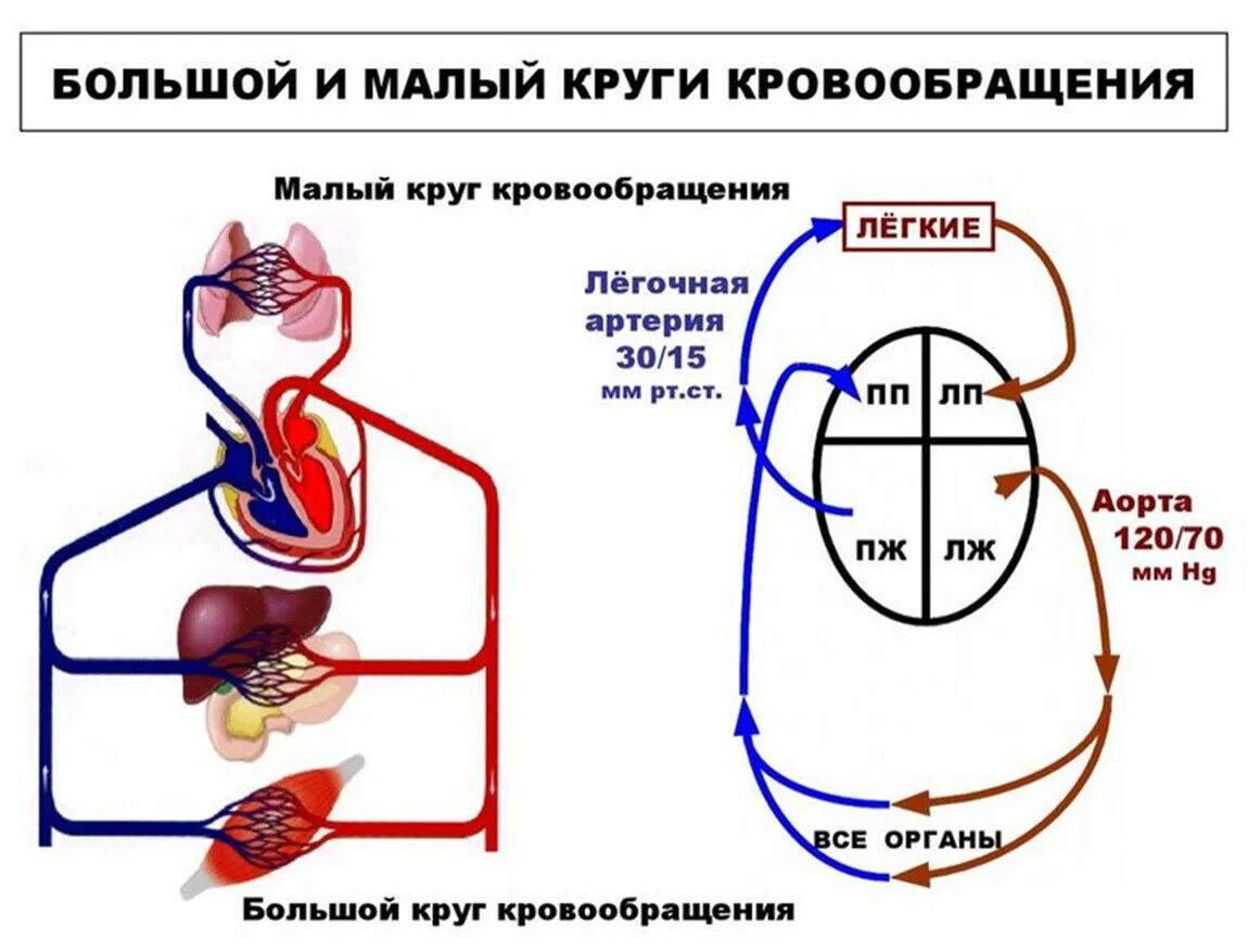 Малый круг кровообращения человека схема. Большой и малый круг кровообращения схема. Схема малого круга кровообращения. Малый и большой круг кровообращения человека схема анатомия. Скорость круга кровообращения