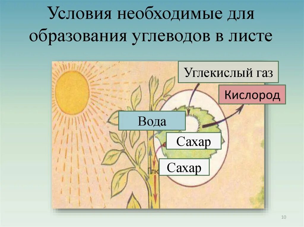 Углекислый газ вода углевод кислород. Схема питания растений. Образование сахара и крахмала в растениях. Образование веществ в листе. Схема фотосинтеза у растений.