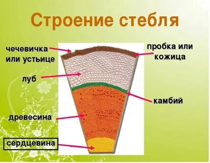 Правильная последовательность стебля