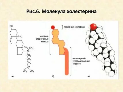 Холестерол