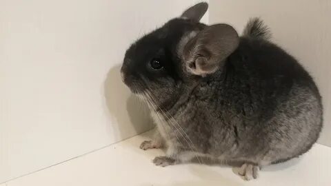 2 шиншиллы