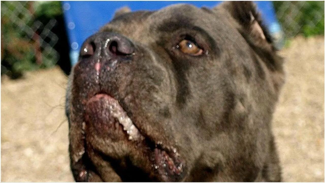 опасные породы собак список в рф 2021. потенциально опасные собаки. список опасных собак. список опасных собак. особо опасные породы собак.