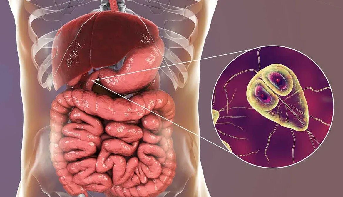 Тяжесть в животе. В кишечнике человек может. Формирование каловых масс толстого кишечника. В кишечнике человек может. В кишечнике человек может.
