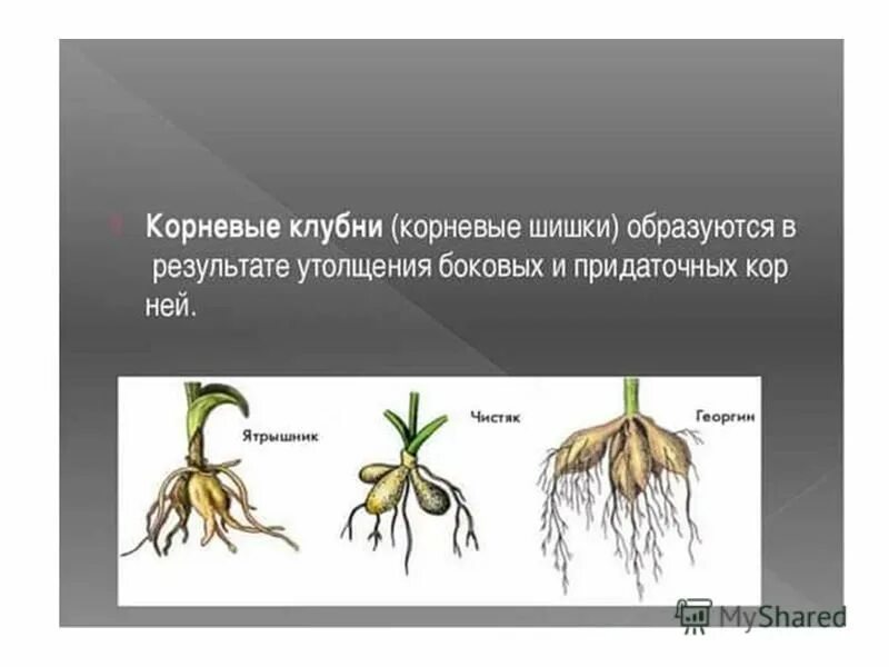 Функции корневых шишек
