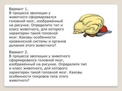 Если в процессе эволюции у животного сформировалась