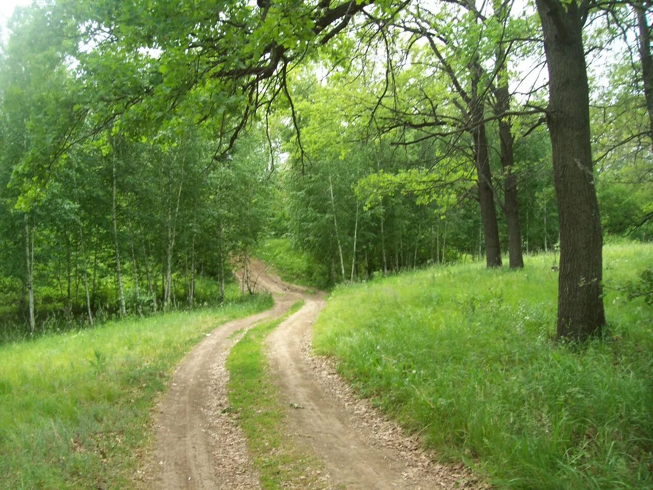 лес чист и свеж. русский язык 5 класс упражнение 105. широколиственный лес тропа. чистая природа лес. утренний лес.