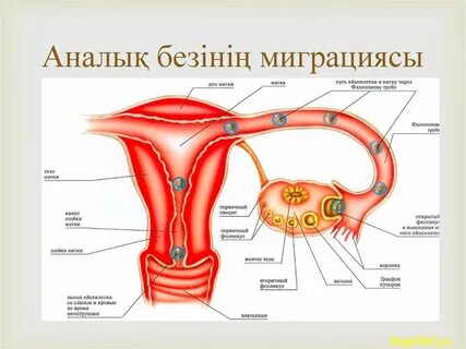 Қаралар үлкен ағаш отырғызды