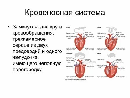 Замкнутая кровеносная система является признаком