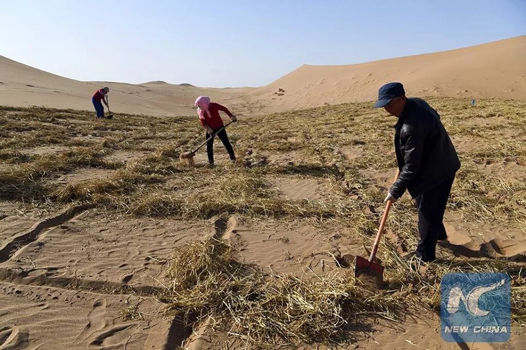 Занятия людей в пустыне. Борьба с опустыниванием земель в Китае. Борьба с засухой. Методы борьбы с опустыниванием. Борьба с засухой в сельском хозяйстве.
