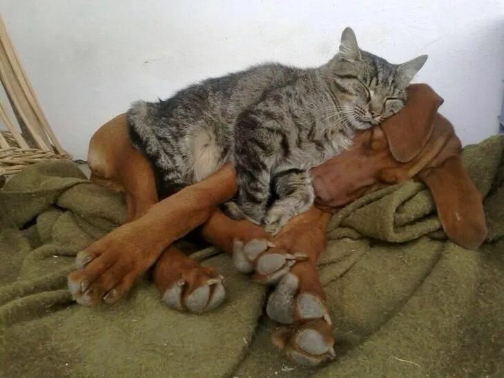 Спящие кот и собака. Кот и собака спят вместе. кот с собакой дружат. дружба кошки и собаки.