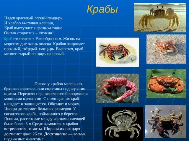 Краб носит краба. Что относиться к крабам. Краб к кому относится. К какому виду относится краб. К какому классу относится краб.