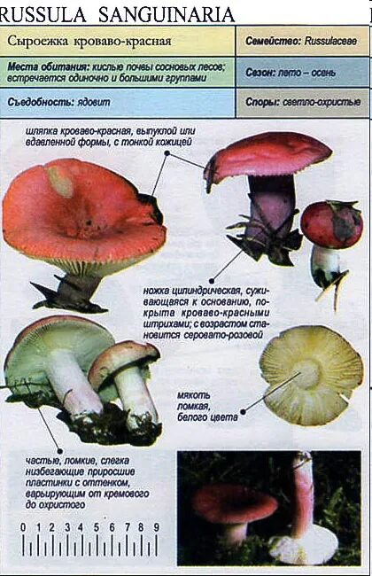 Какую среду обитания освоила сыроежка биология 5. Сыроежка гриб ложный и съедобный. Сыроежка несъедобные грибы. Грибы сыроежки съедобные отличие от ядовитых. Сыроежка гриб ложный.