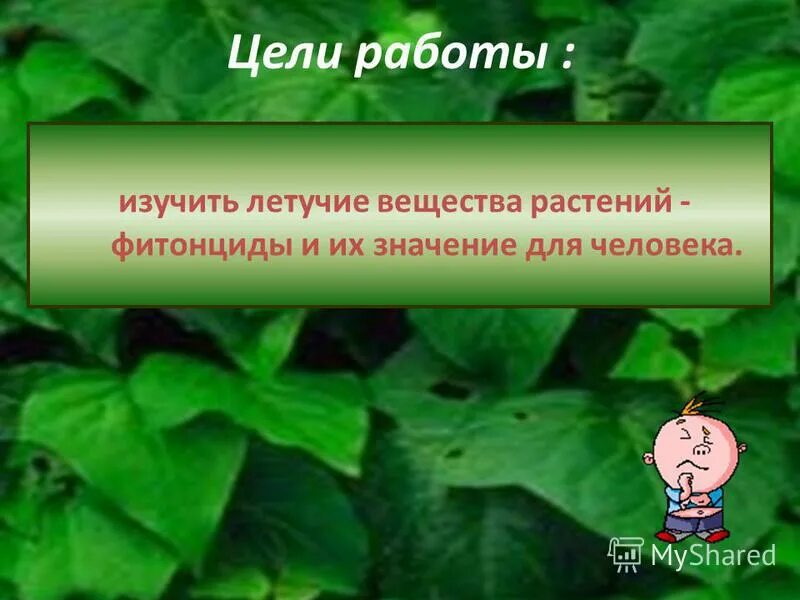 какими растениями можно отравиться. летучие вещества растений. ароматные вещества выделяемые растениями. фитонциды хвойных. хвоя выделяет фитонциды.