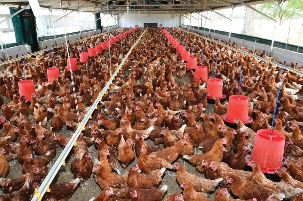 Куриная ферма бизнес план с расчетами. Poultry Farm in Pattaya фото. Ataks toyuqu.