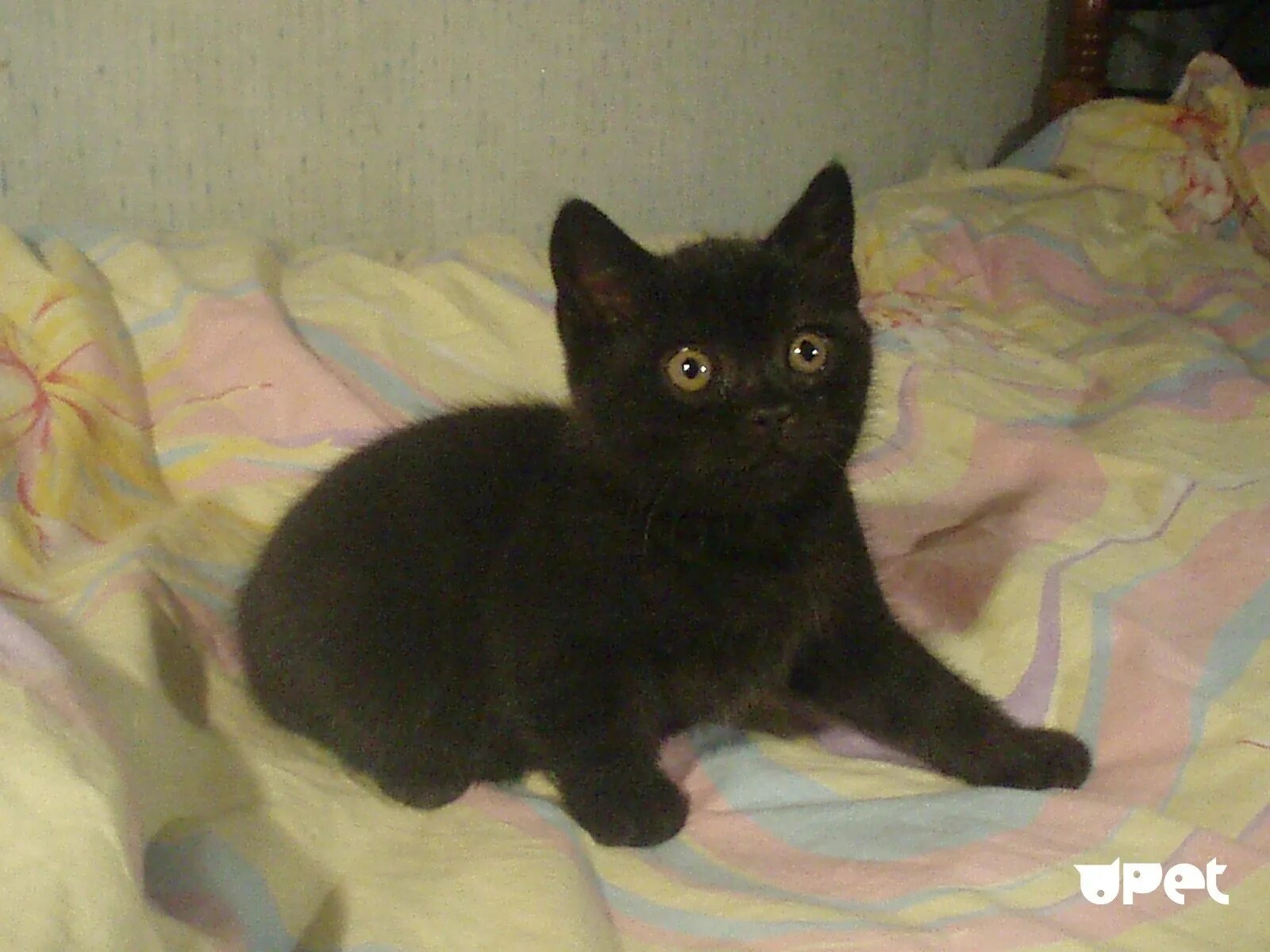 Шотландские котята прямоухие черные. Черный шотландский котенок прямоухий. Черный котенок скоттиш страйт. Шотландский котенок прямоухий 2 месяца. Какие черные котята есть